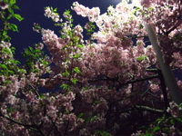 ファイル 293-1.jpg