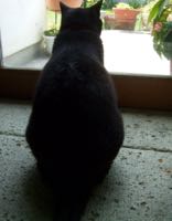 ファイル 2935-1.jpg