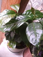 ファイル 2939-1.jpg