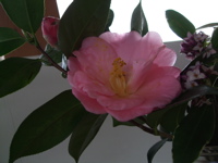 ファイル 294-1.jpg