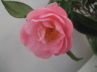 ファイル 294-2.jpg