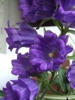 ファイル 2943-1.jpg