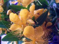 ファイル 2946-1.jpg