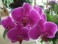 ファイル 2950-1.jpg