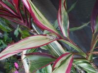 ファイル 2951-1.jpg