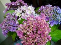 ファイル 2952-1.jpg