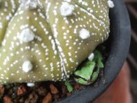 ファイル 2955-1.jpg