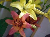 ファイル 2957-1.jpg