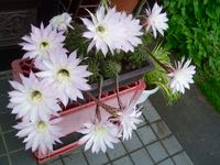 ファイル 2968-1.jpg