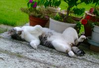 ファイル 2983-2.jpg