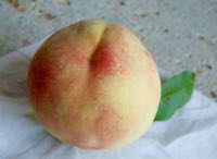 ファイル 2986-1.jpg