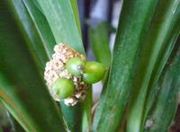 ファイル 2989-1.jpg