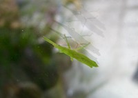 ファイル 3007-1.jpg