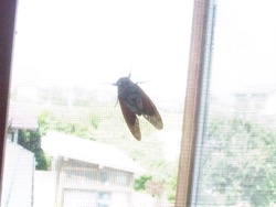 ファイル 3011-1.jpg