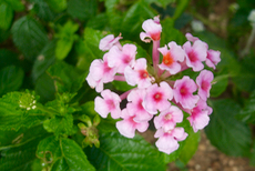 ファイル 3025-1.jpg