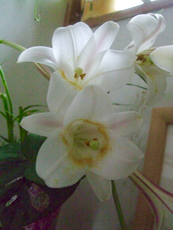 ファイル 3026-1.jpg