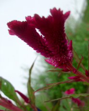 ファイル 3028-1.jpg