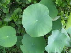 ファイル 3029-1.jpg