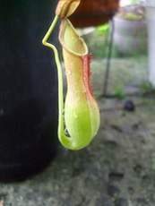 ファイル 3035-1.jpg