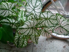 ファイル 3036-1.jpg