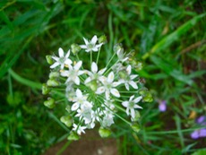 ファイル 3040-1.jpg