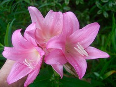 ファイル 3041-1.jpg