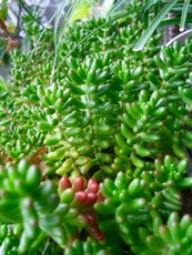 ファイル 3046-1.jpg