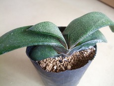 ファイル 3049-1.jpg