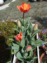 ファイル 305-1.jpg