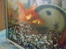 ファイル 3054-1.jpg