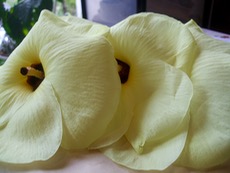 ファイル 3055-1.jpg