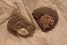 ファイル 3064-2.jpg