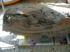 ファイル 3068-1.jpg