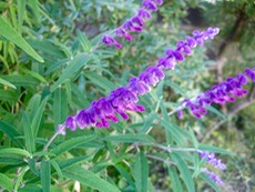 ファイル 3074-1.jpg