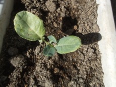 ファイル 3075-1.jpg