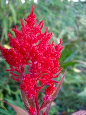 ファイル 3079-1.jpg