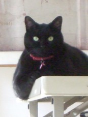 ファイル 3080-1.jpg