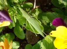 ファイル 3081-1.jpg