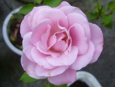 ファイル 3082-1.jpg