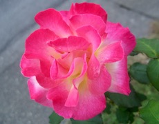 ファイル 3082-2.jpg