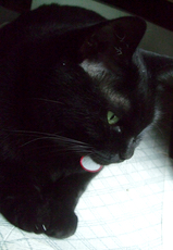 ファイル 3083-1.jpg