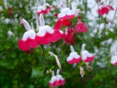 ファイル 3085-1.jpg