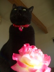 ファイル 3086-1.jpg