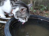 ファイル 309-1.jpg