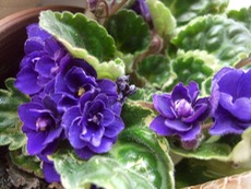 ファイル 3091-1.jpg