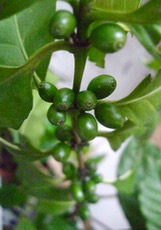 ファイル 3092-1.jpg