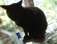 ファイル 3097-1.jpg