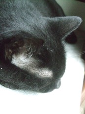 ファイル 3097-4.jpg