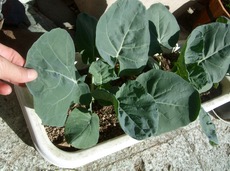 ファイル 3098-1.jpg