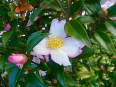 ファイル 3099-1.jpg